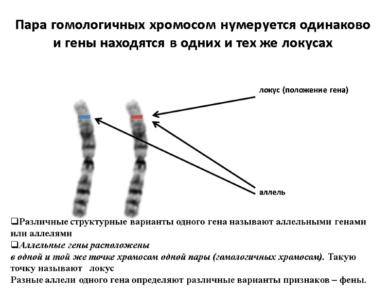Пара гомологичных хромосом нумеруется одинаково и гены находятся в одних и тех же локусах